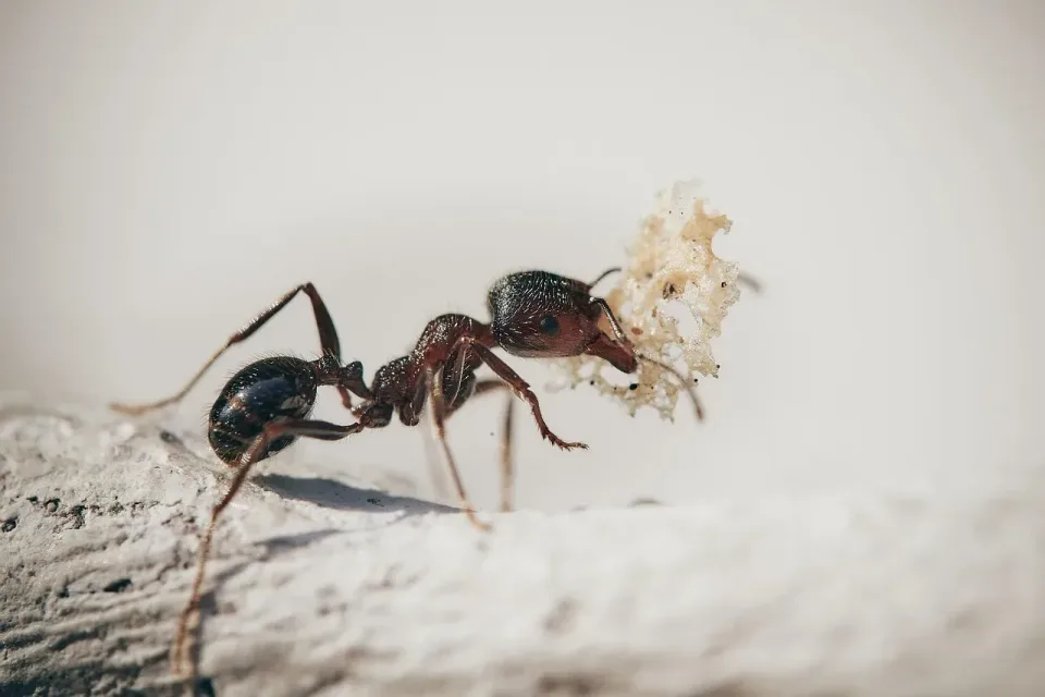 Ant — Pest Control — Ant, Food Particle, Debris, Pest Control, Pest Control