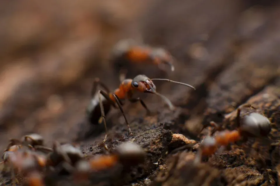 Ant — Pest Control — Ant, Worker Ant, Tree Bark, Pest Control, Pest Control