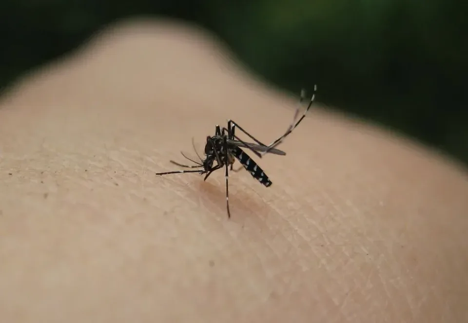 Asian Tiger Mosquito — Pest Control — Asian Tiger Mosquito, Human Skin, Mosquito Legs, Pest Control, Pest Control