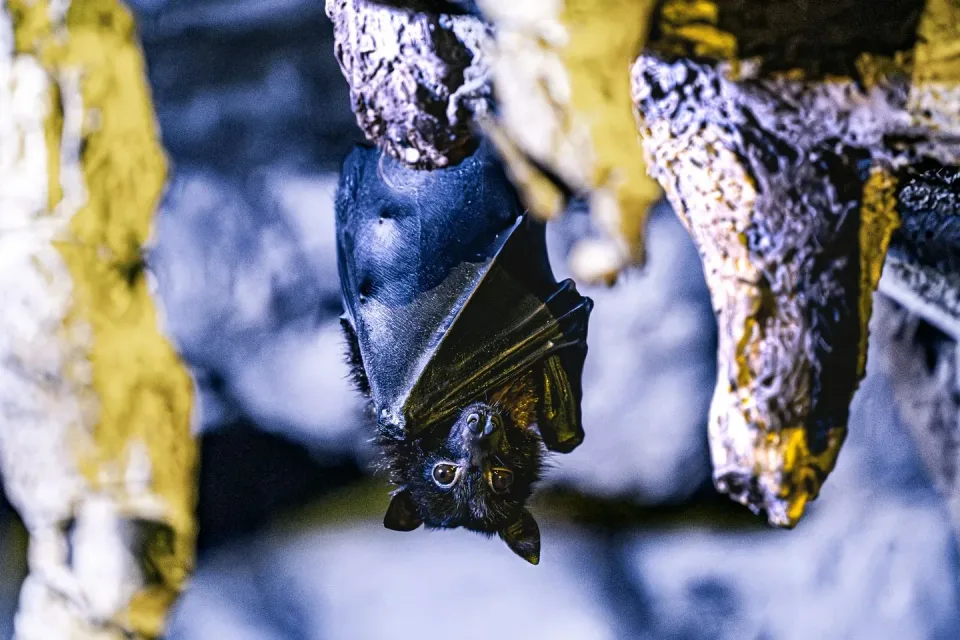 Bat — Pest Control — Bat, Fur, Wings, Pest Control, Pest Control