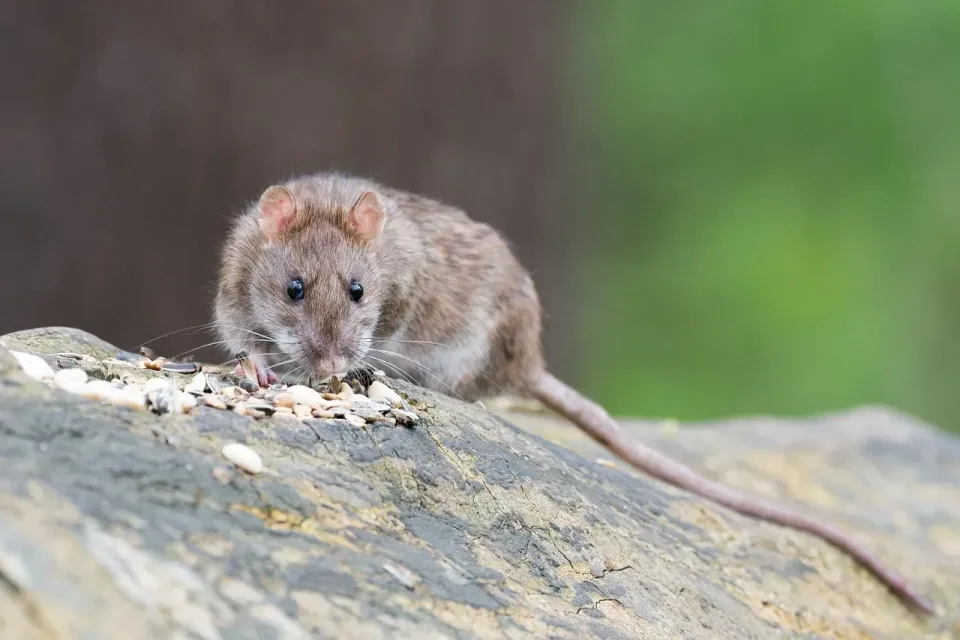 Brown Rat — Pest Control Brown Rat — Pest Control — Brown Rat, Seeds, Log, Pest Control, Pest Control