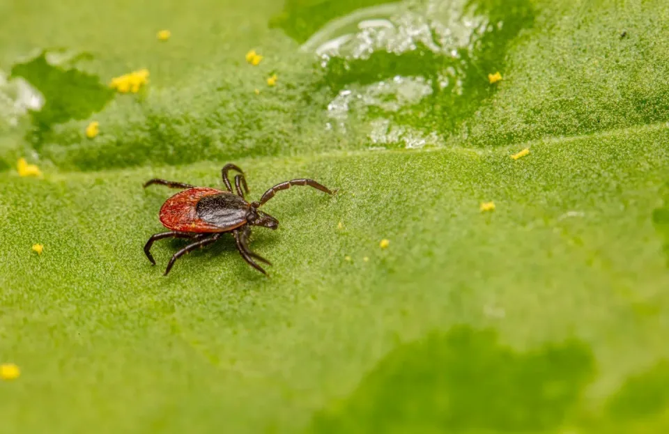 Castor Bean Tick — Pest Control Castor Bean Tick — Pest Control — Castor Bean Tick, Leaf, Plant Surface, Pest Control, Pest Control