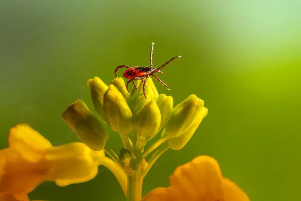Castor Bean Tick — Pest Control — Castor Bean Tick, Tick, Yellow Flower, Pest Control, Pest Control