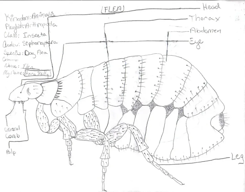 Flea Illustration — Pest Control Flea Illustration — Pest Control — Flea Illustration, Anatomical Diagram, Insect Body Segments, Pest Control, Pest Control