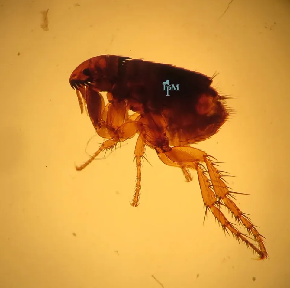 Flea — Pest Control Flea — Pest Control — Flea, Microscope Slide, Exoskeleton, Pest Control, Pest Control