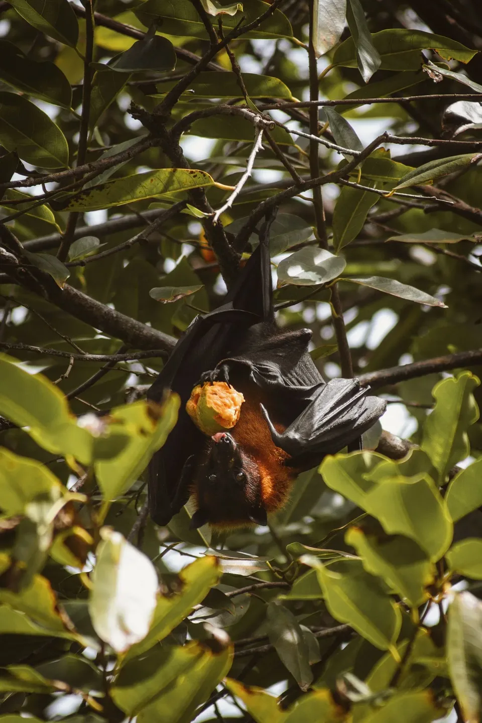 Flying Fox — Wildlife — Flying Fox, Fruit Bat, Tree Branches, Wildlife, Pest Control