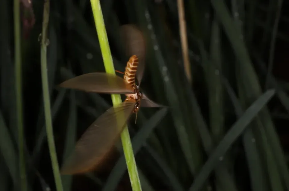 Flying Termite — Pest Control Flying Termite — Pest Control — Flying Termite, Termite Swarmer, Insect Wings, Pest Control, Pest Control