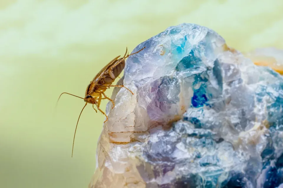 German Cockroach — Pest Control — German Cockroach, Mineral Specimen, Antennae, Pest Control, Pest Control
