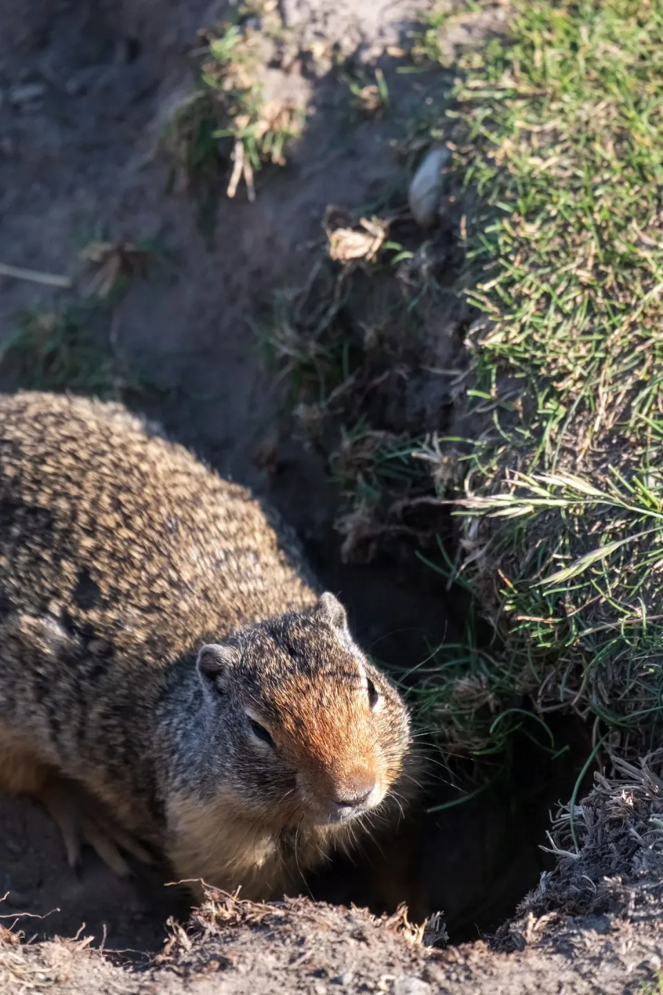Ground Squirrel — Pest Control — Ground Squirrel, Burrow Entrance, Soil, Pest Control, Pest Control