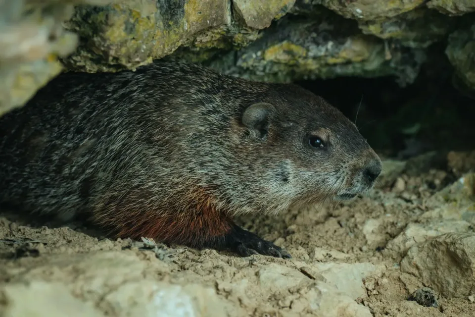 Groundhog — Pest Control — Groundhog, Rock Crevice, Burrow Entrance, Pest Control, Pest Control