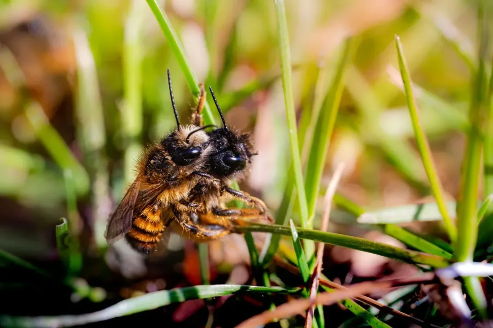 Honey Bee — Nature Honey Bee — Nature — Honey Bee, Bee, Grass Blade, Nature, Pest Control