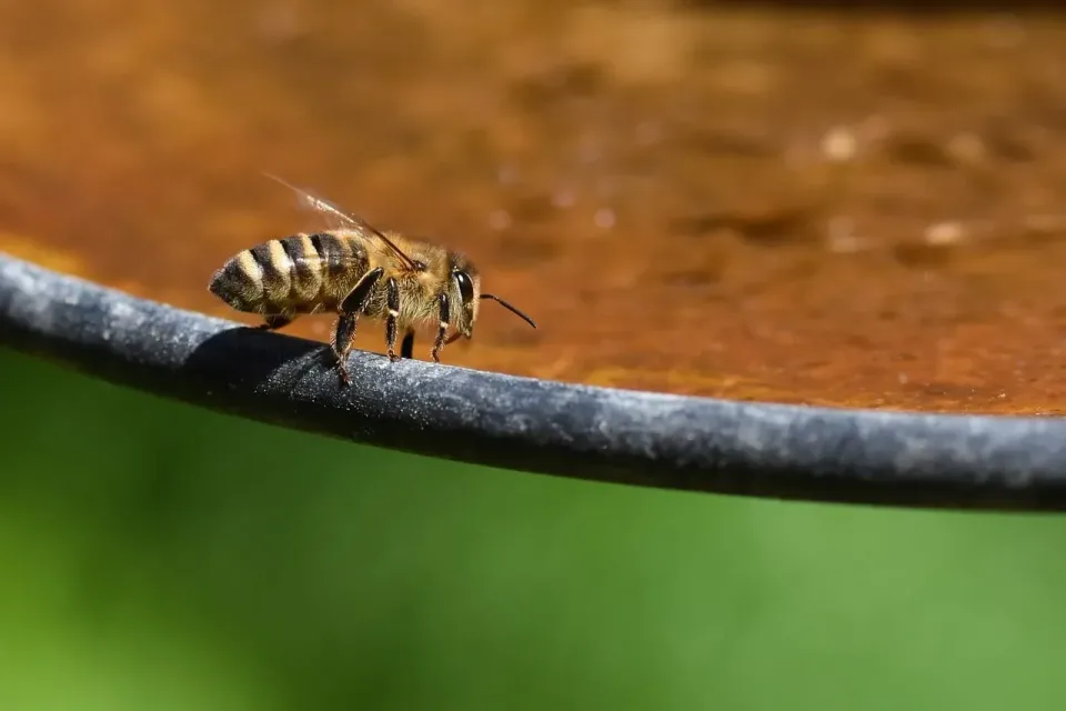 Honey Bee — Pest Control — Honey Bee, Bird Bath Rim, Water Surface, Pest Control, Pest Control