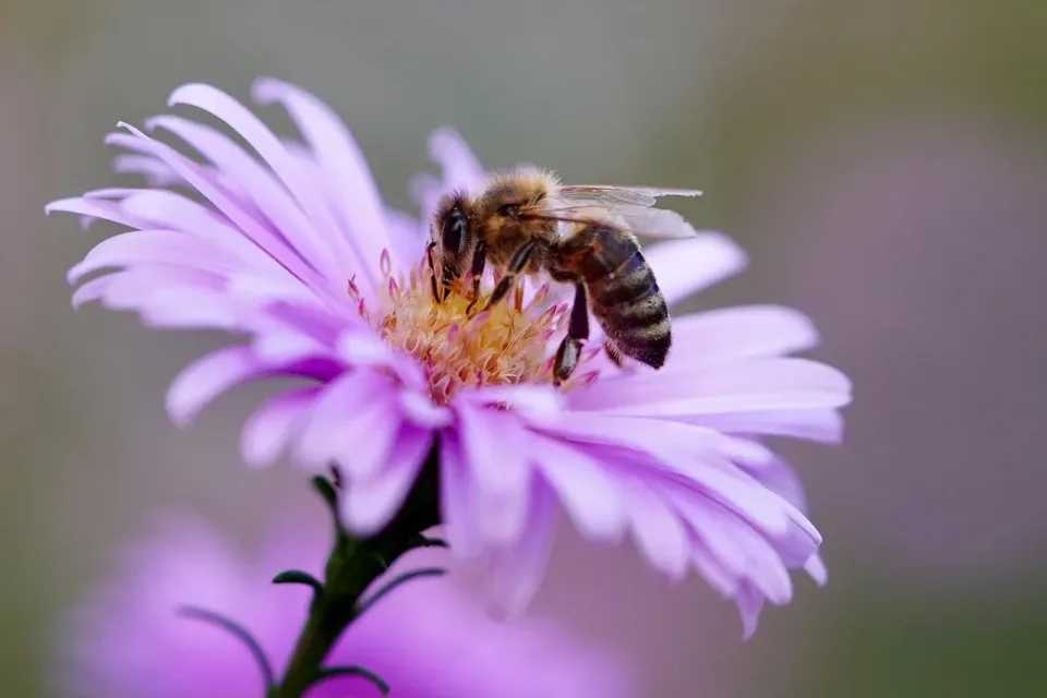 Honey Bee — Nature Honey Bee — Nature — Honey Bee, Aster Flower, Flower Petals, Nature, Pest Control