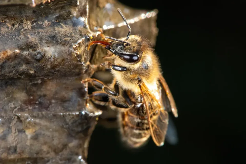Honey Bee — Pest Control — Honey Bee, Proboscis, Compound Eye, Pest Control, Pest Control