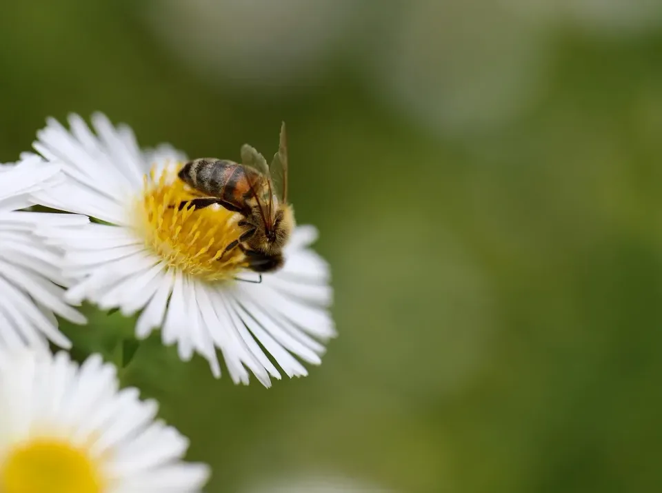 Honey Bee — Pest Control — Honey Bee, Aster Flower, Flower Petals, Pest Control, Pest Control