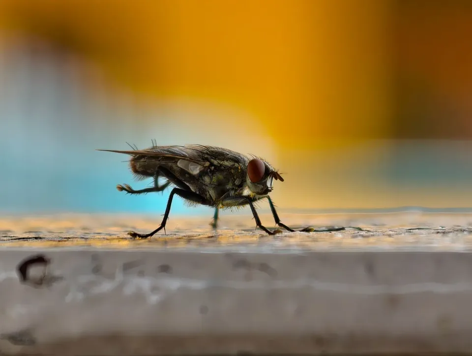 House Fly — Pest Control House Fly — Pest Control — House Fly, Insect, Compound Eye, Pest Control, Pest Control