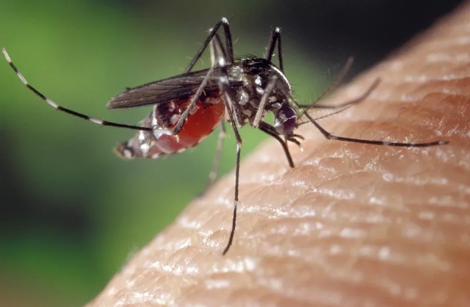 Mosquito — Pest Control — Mosquito, Human Skin, Proboscis, Pest Control, Pest Control