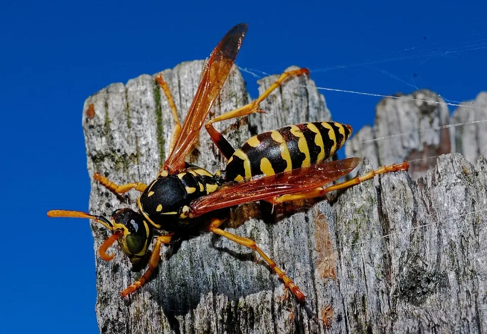 Paper Wasp — Pest Control — Paper Wasp, Insect, Wasp, Pest Control, Pest Control