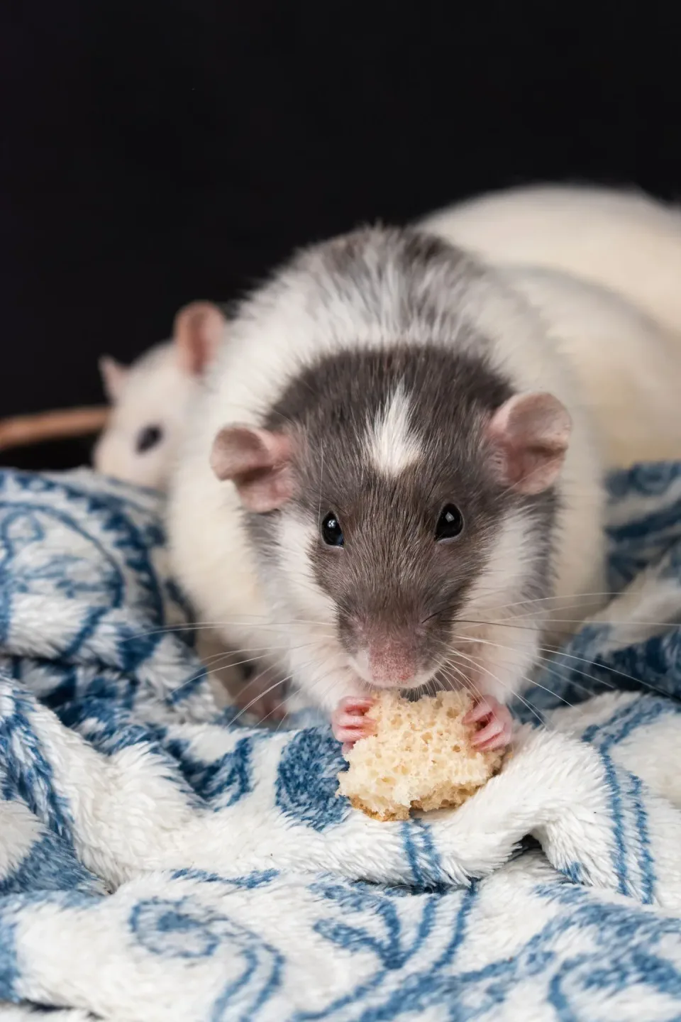 Pet Rat — Pest Control Pet Rat — Pest Control — Pet Rat, Second Rat, Piece Of Bread, Pest Control, Pest Control
