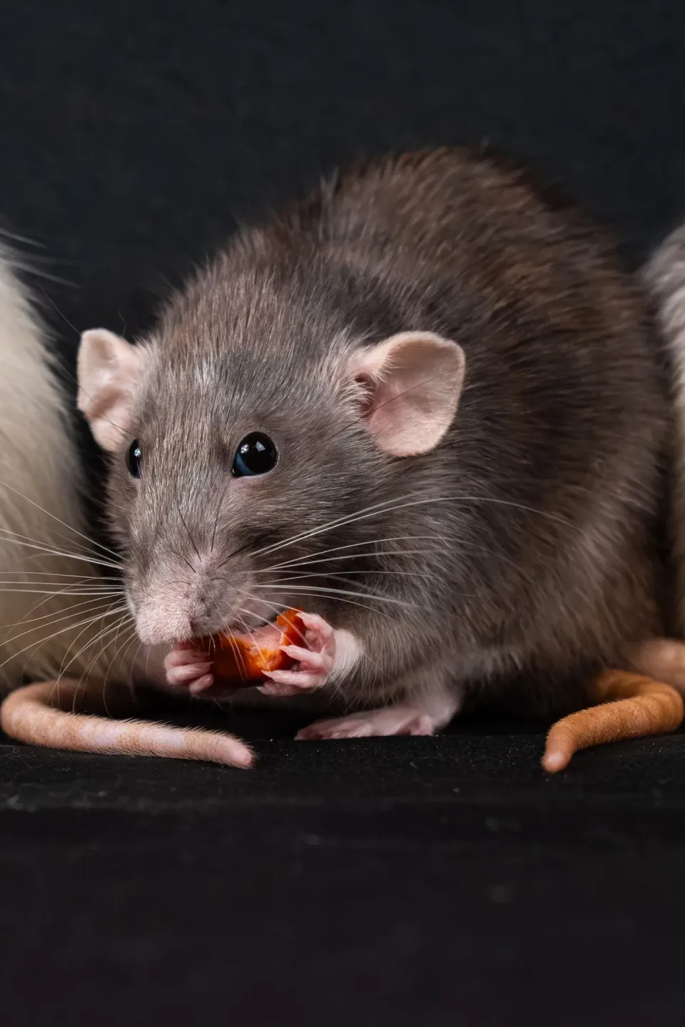 Rat — Pest Control Rat — Pest Control — Rat, Rodent, Whiskers, Pest Control, Pest Control