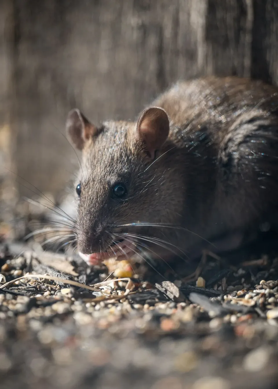 Rat — Pest Control Rat — Pest Control — Rat, Whiskers, Ears, Pest Control, Pest Control