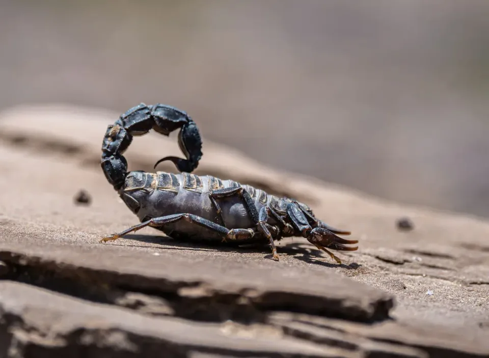 Scorpion — Pest Control — Scorpion, Stinger, Pedipalps, Pest Control, Pest Control