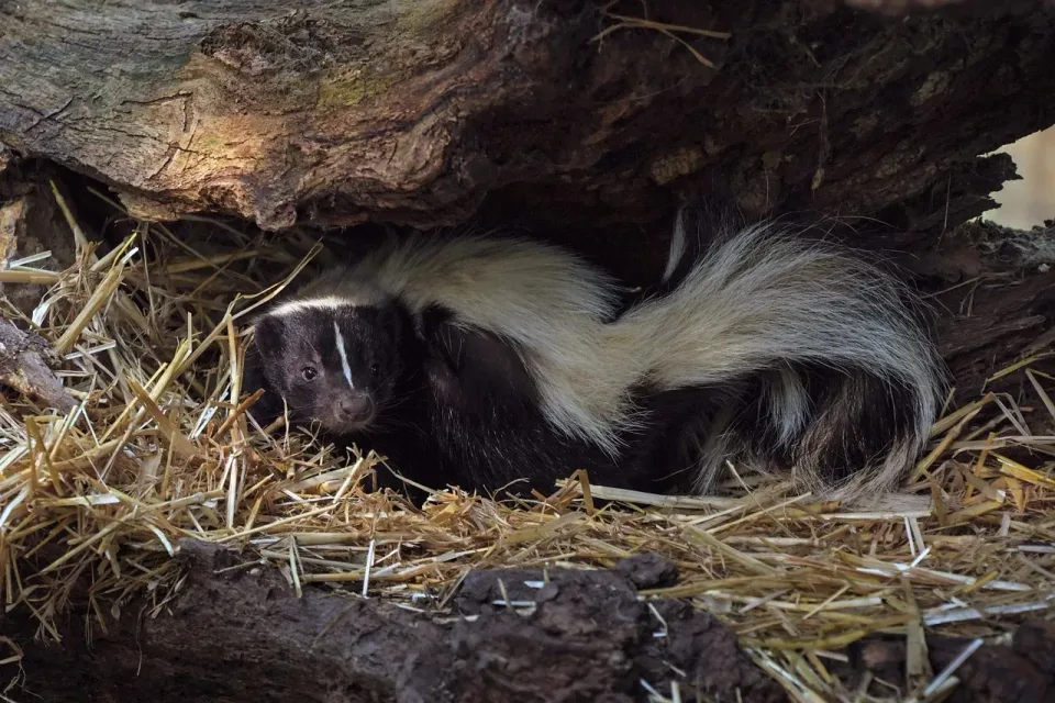 Skunk — Pest Control Skunk — Pest Control — Skunk, Hollow Log, Straw Bedding, Pest Control, Pest Control
