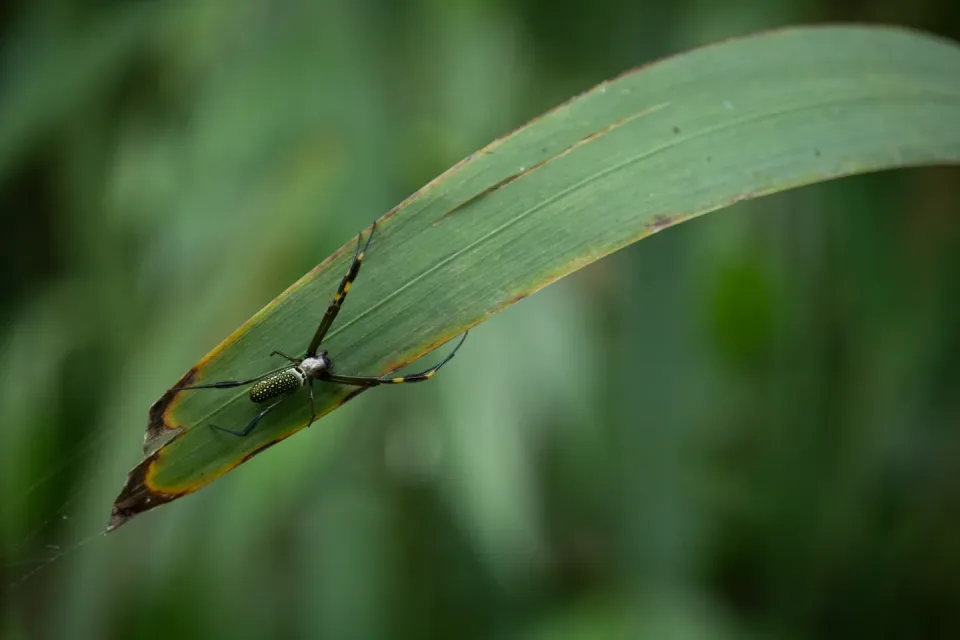 Spider — Outdoor Environment — Spider, Arachnid, Green Leaf, Outdoor Environment, Pest Control