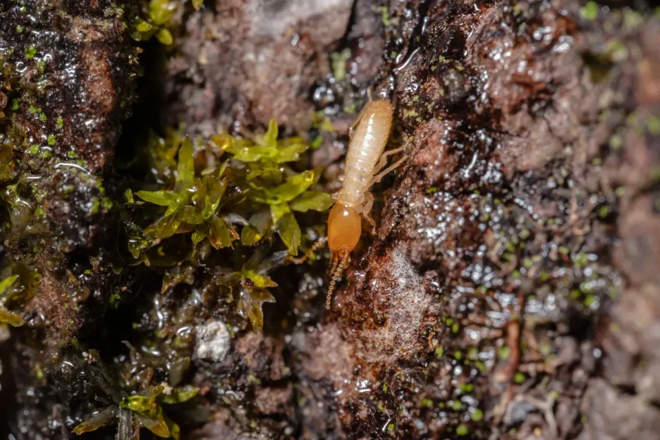 Termite — Pest Control Termite — Pest Control — Termite, Tree Bark, Moss, Pest Control, Pest Control