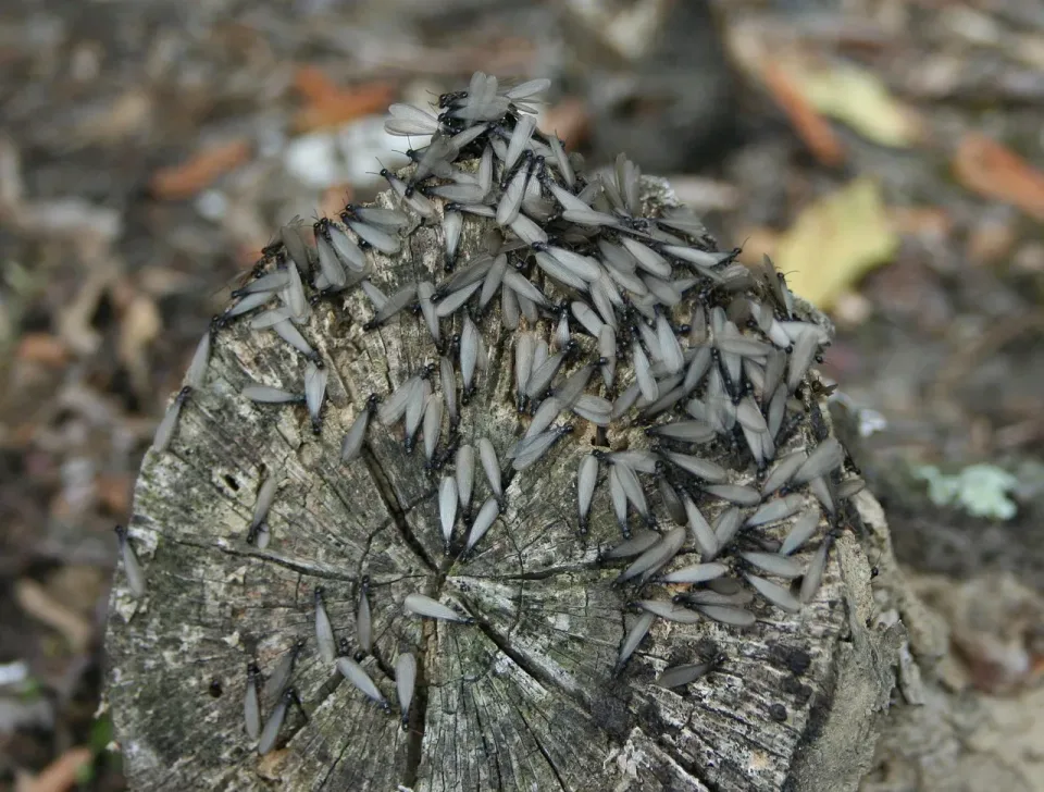 Termites — Pest Control Termites — Pest Control — Termites, Winged Termites, Tree Stump, Pest Control, Pest Control