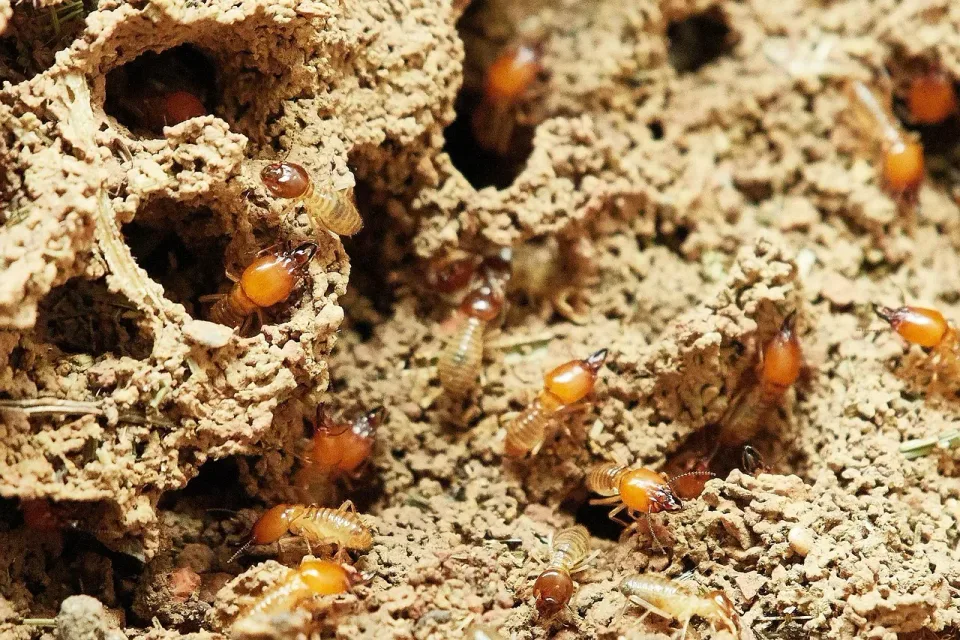 Termites — Pest Control — Termites, Termite Mound, Soil, Pest Control, Pest Control