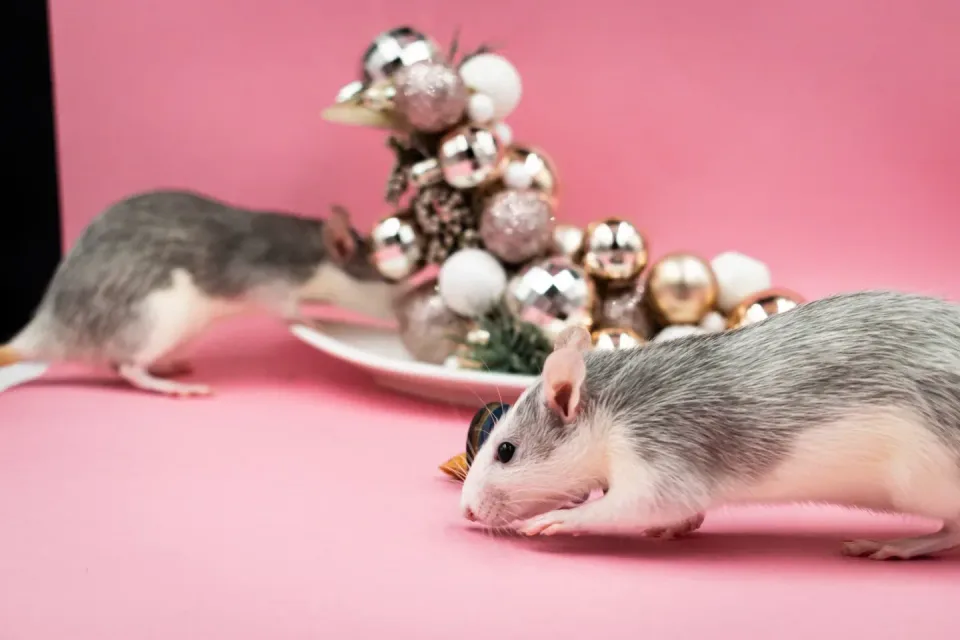 Two Rats — Pest Control Two Rats — Pest Control — Two Rats, Christmas Ornaments, White Plate, Pest Control, Pest Control