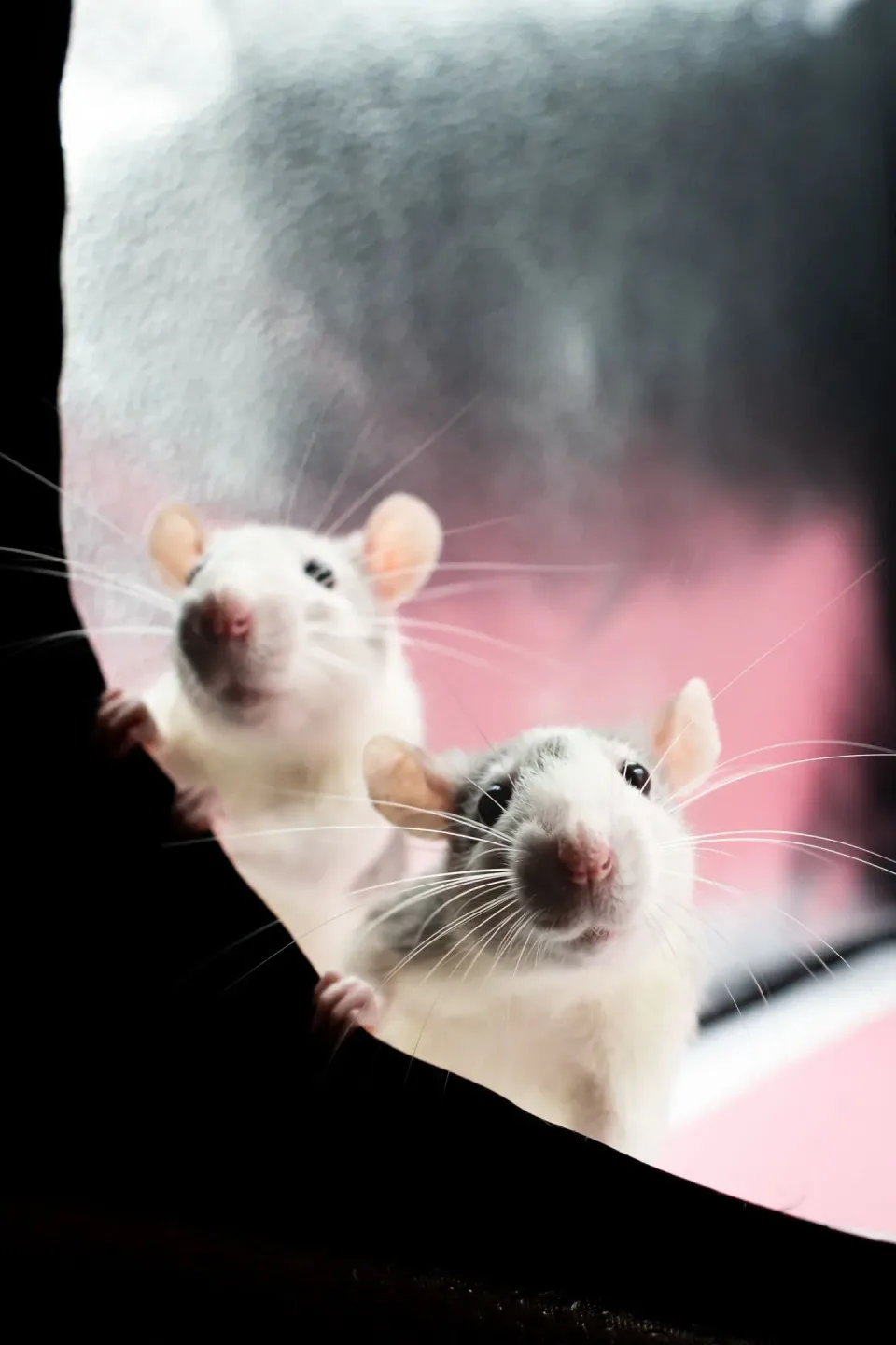 Two Rats — Pest Control Two Rats — Pest Control — Two Rats, Fabric Curtain, Whiskers, Pest Control, Pest Control