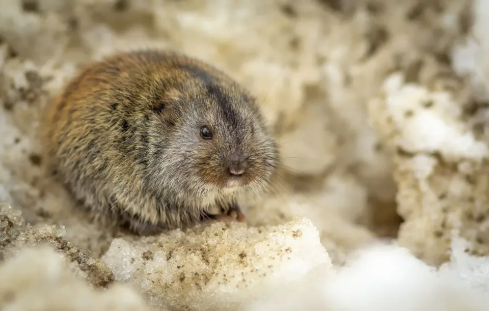 Vole — Pest Control — Vole, Rodent, Fur, Pest Control, Pest Control
