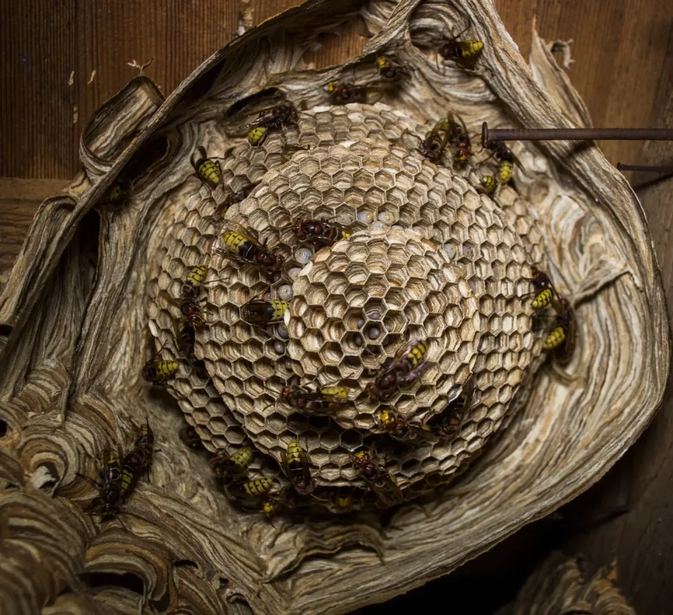 Wasp Nest — Pest Control Wasp Nest — Pest Control — Wasp Nest, Wasps, Larvae, Pest Control, Pest Control