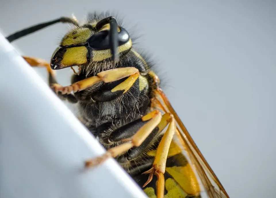 Wasp — Pest Control — Wasp, Insect, Antennae, Pest Control, Pest Control