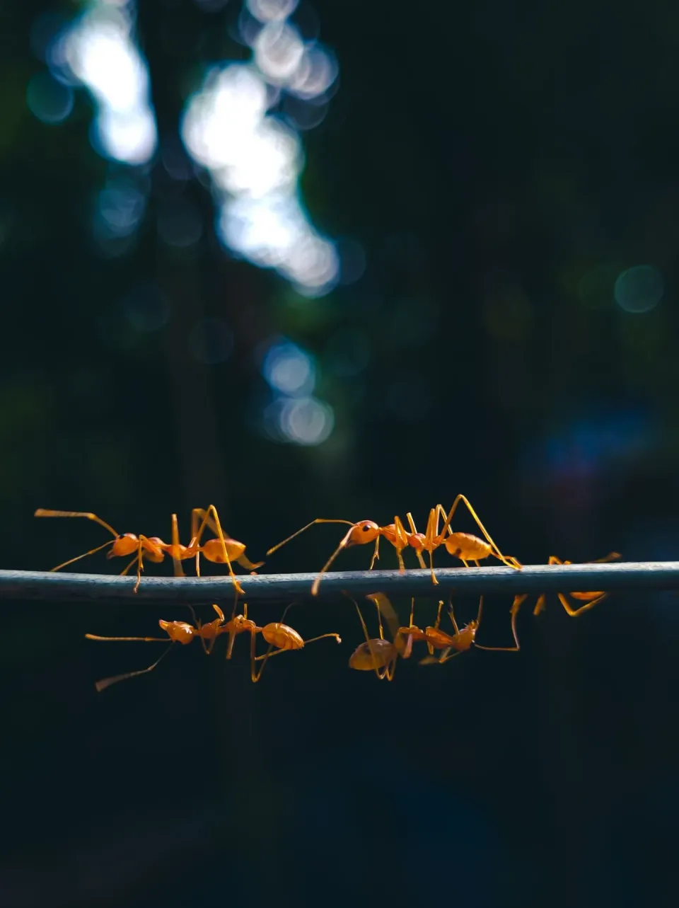 Weaver Ants — Pest Control Weaver Ants — Pest Control — Weaver Ants, Thin Wire, Ant Colony, Pest Control, Pest Control