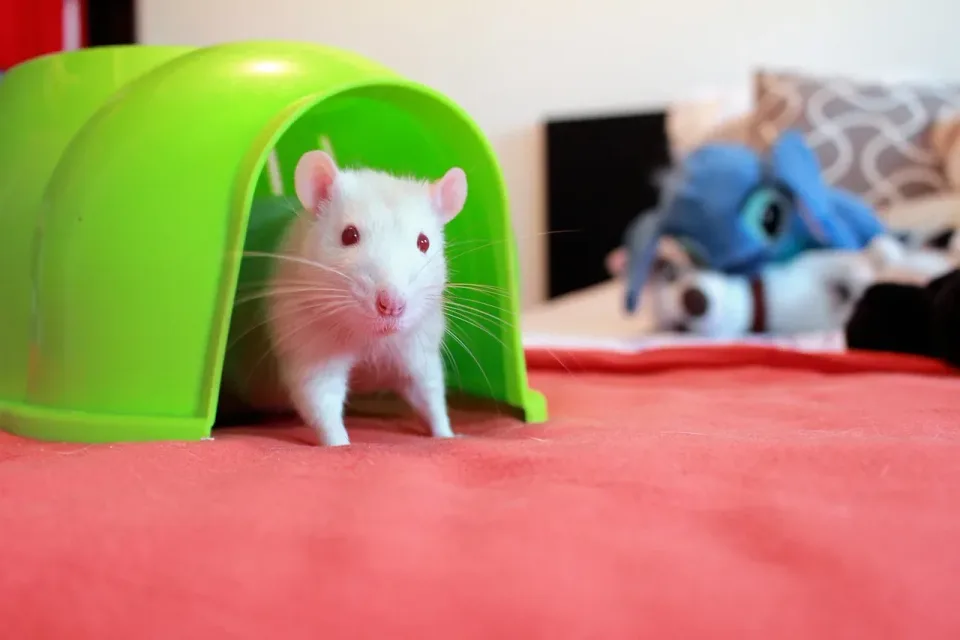 White Rat — Pest Control White Rat — Pest Control — White Rat, Green Plastic Igloo, Red Blanket, Pest Control, Pest Control